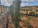 Farm with chalet for sale in Jerash with a land area of 7165m