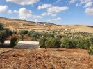 Farm with chalet for sale in Jerash with a land area of 7165m