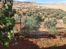 Farm with chalet for sale in Jerash with a land area of 7165m