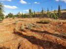 Farm with chalet for sale in Jerash with a land area of 7165m