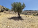 Land for sale in Al Bahhath suitable for building farm, area of 6,125m