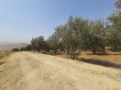 Land for sale in Marj El Hamam, land area of 7450m
