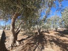 Land suitable for investment for sale in Al-Qastal, land area of 9807m